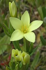 Attēlu rezultāti vaicājumam “Centaurium erythraea bud”