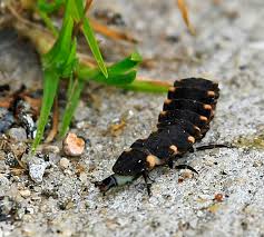 Attēlu rezultāti vaicājumam “Lampyris noctiluca larva”