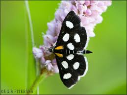 Attēlu rezultāti vaicājumam “Anania funebris”