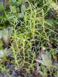 Attēlu rezultāti vaicājumam “Leptobryum pyriforme”