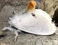 Attēlu rezultāti vaicājumam “Euproctis similis imago”