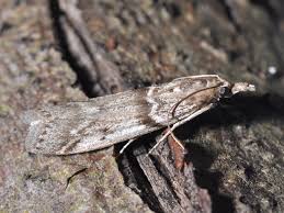 Attēlu rezultāti vaicājumam “Zophodia grossulariella”