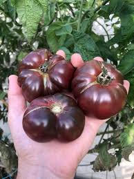 Afbeeldingsresultaat voor black brandywine tomato