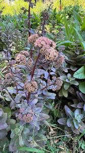 Attēlu rezultāti vaicājumam “Hylotelephium maximum flower”