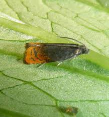 Attēlu rezultāti vaicājumam “Pammene rhediella”