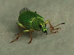 Attēlu rezultāti vaicājumam “Polydrusus tereticollis”