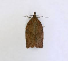 Attēlu rezultāti vaicājumam “Pandemis heparana”