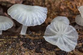 Attēlu rezultāti vaicājumam “Delicatula integrella”