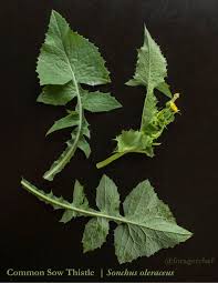 Attēlu rezultāti vaicājumam “Sonchus asper leaf”