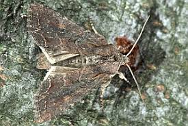 Attēlu rezultāti vaicājumam “Lacanobia suasa”