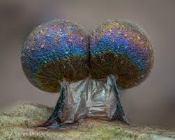 Attēlu rezultāti vaicājumam “Lamproderma columbinum spores”