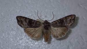 Attēlu rezultāti vaicājumam “Lithomoia solidaginis”