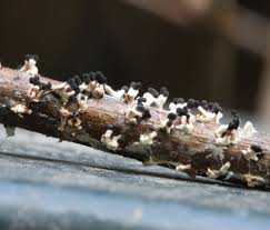 Attēlu rezultāti vaicājumam “Diachea leucopodia macro”