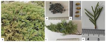 Attēlu rezultāti vaicājumam “Juniperus sabina”