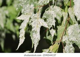 Attēlu rezultāti vaicājumam “Sawadaea tulasnei”