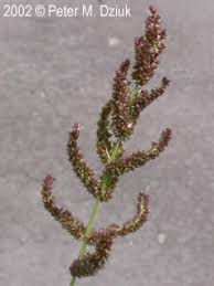 Attēlu rezultāti vaicājumam “Echinochloa crus-galli fruit”