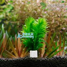 「水蘊草」的圖片搜尋結果