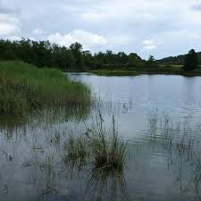 Attēlu rezultāti vaicājumam “Chara aspera”