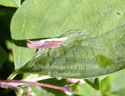 Attēlu rezultāti vaicājumam “Ypsolopha dentella”