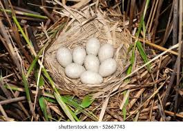 Attēlu rezultāti vaicājumam “Fulica atra eggs”