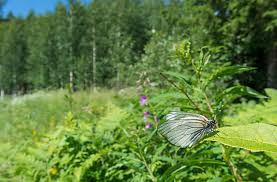 Attēlu rezultāti vaicājumam “Aporia crataegi female”