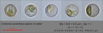 Attēlu rezultāti vaicājumam “Cribraria oregana spores”