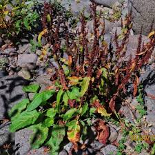 Attēlu rezultāti vaicājumam “Rumex obtusifolius fruit”