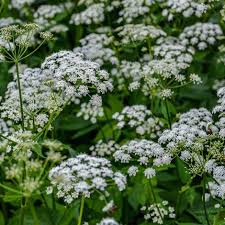 Attēlu rezultāti vaicājumam “Aegopodium podagraria flower”