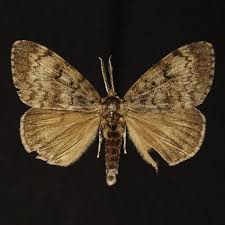 Attēlu rezultāti vaicājumam “Lymantria dispar”