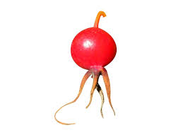 Attēlu rezultāti vaicājumam “Rosa majalis fruit”