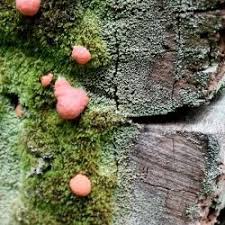 Attēlu rezultāti vaicājumam “Licea chelonoides”