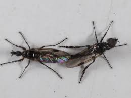 Attēlu rezultāti vaicājumam “Bibionidae”