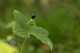 Attēlu rezultāti vaicājumam “Paris quadrifolia fruit”