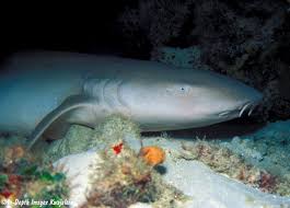 Image result for Nebrius ferrugineus