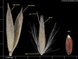 Attēlu rezultāti vaicājumam “Calamagrostis stricta”