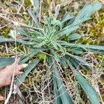 Attēlu rezultāti vaicājumam “Silene otites fruit”