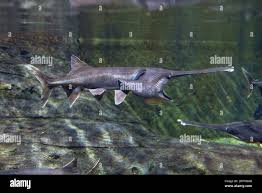 Image result for Polyodon spathula