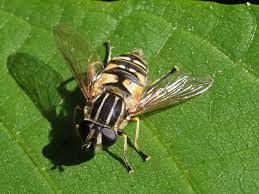 Attēlu rezultāti vaicājumam “Helophilus pendulus”