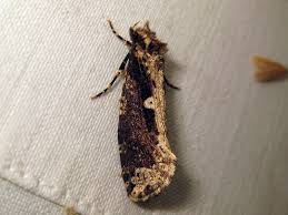 Attēlu rezultāti vaicājumam “Scardia boletella”