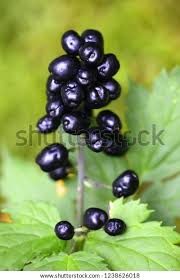 Attēlu rezultāti vaicājumam “Actaea spicata fruit”