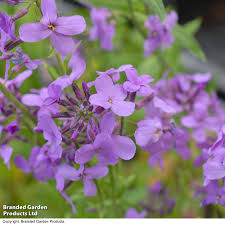 Attēlu rezultāti vaicājumam “Hesperis matronalis bud”