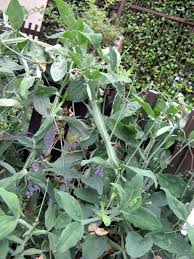 Attēlu rezultāti vaicājumam “Lathyrus latifolius leaf”