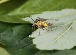 Attēlu rezultāti vaicājumam “Panorpa communis”