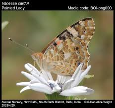 Attēlu rezultāti vaicājumam “Vanessa cardui”