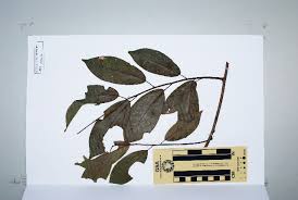 Attēlu rezultāti vaicājumam “Celastrus flagellaris”