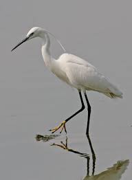 Attēlu rezultāti vaicājumam “Egretta garzetta”