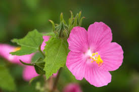 Attēlu rezultāti vaicājumam “Helianthemum nummularium fruit”