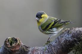 Attēlu rezultāti vaicājumam “Carduelis spinus male”