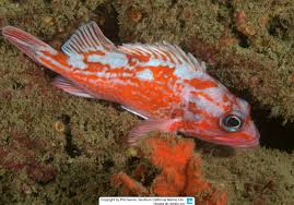 Image result for Sebastes fasciatus