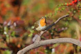 Attēlu rezultāti vaicājumam “Erithacus rubecula adult”